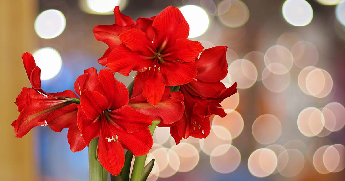 Five Exciting New Developments Concerning Amaryllis